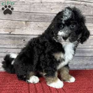 Aries, Mini Bernedoodle Puppy